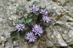 Raponzolo (Raperonzolo) di roccia Raponzolo (Raperonzolo) di roccia