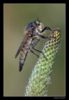 ...Asilidae Latreille... ...Asilidae Latreille...