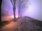 Viale nebbioso