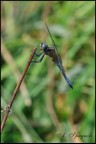 libellula 2 libellula 2