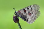 Farfalla apollo (Parnassius apollo)