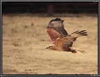 Poiana # 1 - Spettacolo di Falconeria Poiana # 1 - Spettacolo di Falconeria