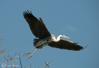 airone