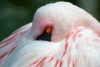 Fenicottero rosa