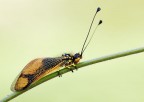 Libelloides coccajus