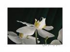 Phalaenopsis Phalaenopsis
