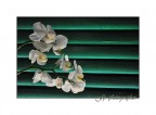 Phalaenopsis Phalaenopsis