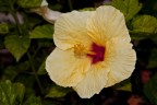 fiore giallo fiore giallo