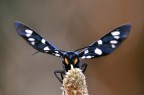 amata phegea...seen by a late...