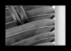 Palm tree Palm tree