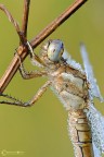 primo piano di orthetrum brunneuj