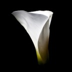 Calla fotografata con tempi lunghi e una torcia puntata verso l'interno del fiore.. nessuna postproduzione