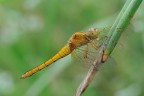 Yellow Dragonfly