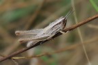 Euchorthippus Declivus