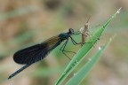 Calopteryx Splendens Calopteryx Splendens