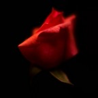 Semplicemente rosa Semplicemente rosa