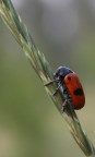 Lachnaia Italica