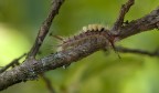 Orgyia Antiqua