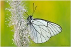 Aporia crataegi Aporia crataegi