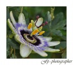 Passiflora Passiflora