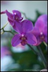 Orchidea f/1.2 Orchidea f/1.2