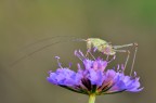 Leptophyes punctatissima... Leptophyes punctatissima...