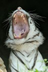 Desperate Tiger Desperate Tiger