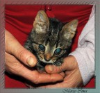 Gattino Gattino
