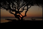 albero nero albero nero