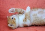 Tai chi cat Tai chi cat