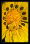 Tomiside (Ragno-Granchio giallo) Tomiside (Ragno-Granchio giallo)