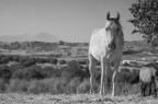 Horses Horses