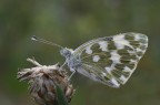 Pontia edusa Pontia edusa