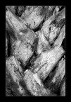 Palm tree 6 Palm tree 6