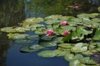 ninfee di monet ninfee di monet