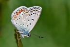 Polyommatus icarus