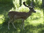 il re della foresta