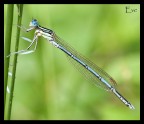 damigella damigella