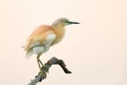 Sgarza - gonfiata Sgarza - gonfiata