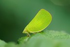 Acalonia Conica Acalonia Conica