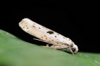 Yponomeuta Plumbella