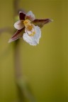 Epipactis palustris Epipactis palustris