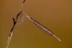 Platycnemis_pennipes Platycnemis_pennipes