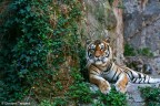 Tigre Tigre