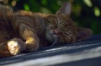 Sonno Sonno