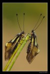 ...coppia di Ascalaphidae Lbelloides coccajus... ...coppia di Ascalaphidae Lbelloides coccajus...