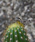 Ortottero