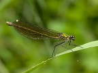 damigella damigella