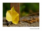 Scampoli d'Autunno... Scampoli d'Autunno...
