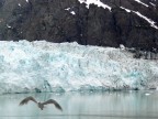 Alaska, ghiacciaio e gabbiano Alaska, ghiacciaio e gabbiano